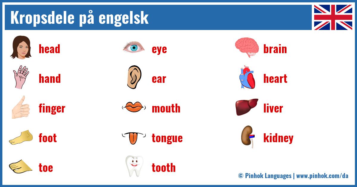 Kropsdele på engelsk