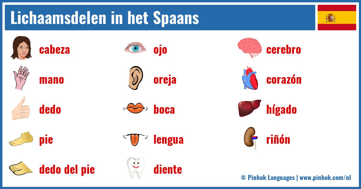 Lichaamsdelen in het Spaans