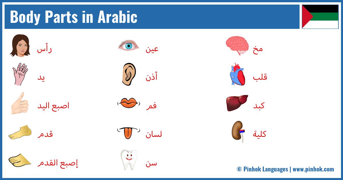 Body Parts in Arabic